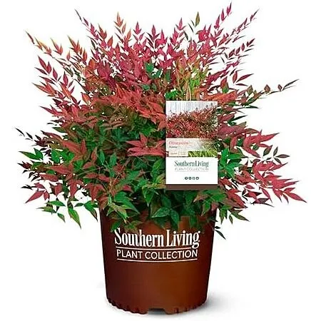 Southern Living 2 Gal. Obsession Nandina Shrub