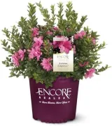 Encore Azalea 1 Gal. Autumn Empress Shrub