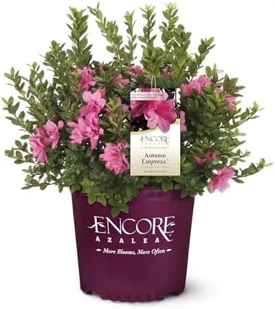 Encore Azalea 1 Gal. Autumn Empress Shrub